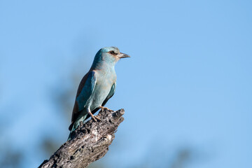 The European roller (Coracias garrulus) at Kruger National Park