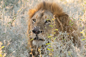 Wild lion looking to the camera sitting in grass