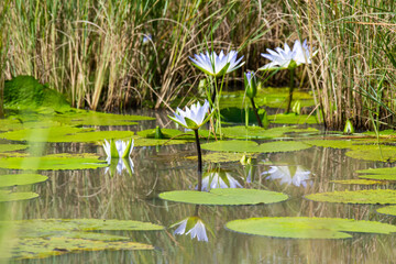 Nymphaeaceae or water lilies in the pond