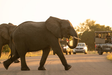Wild elephants crossing the road in Kruger park against safari cars with tourists - obrazy, fototapety, plakaty