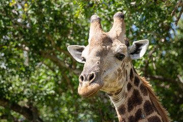 Giraffe head against natural green forest background