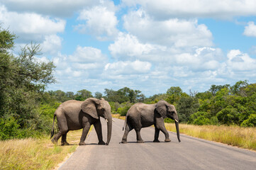Fototapeta na wymiar Two young elephants crossing the road in Kruger park, South Africa