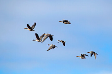 A flock of geese flying on the spring sky. Greater white-fronted goose (Anser albifrons) and Taiga bean goose (Anser fabalis).