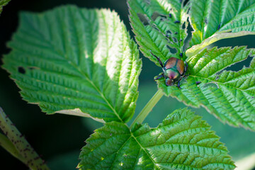 An adult japanese beetle (popillia japonica), a widespread invasive plant pest, feeding on a...