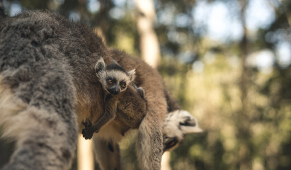 Baby Lemur on mothers side