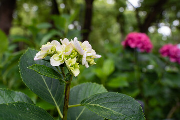 藤森神社 紫陽花祭