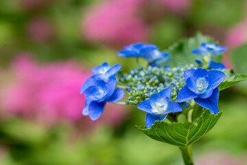 紫陽花