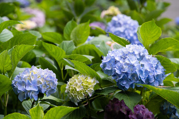 藤森神社 紫陽花祭