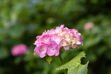 藤森神社 紫陽花祭