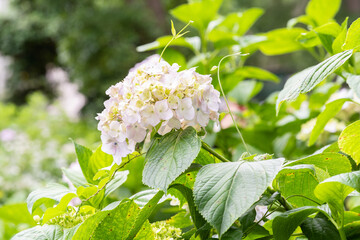 藤森神社 紫陽花祭