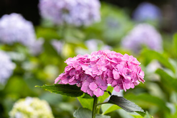 藤森神社 紫陽花祭