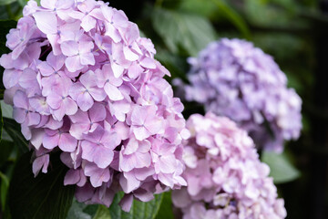 藤森神社 紫陽花祭