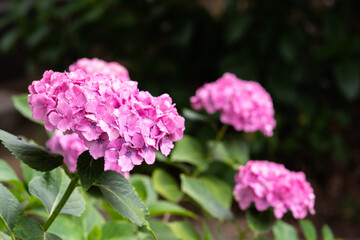 藤森神社 紫陽花祭