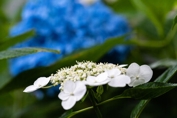 藤森神社 紫陽花祭