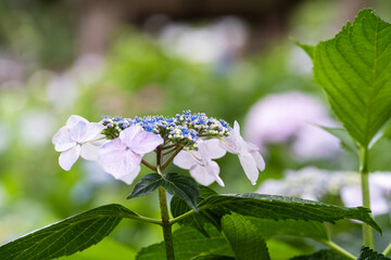 藤森神社 紫陽花祭