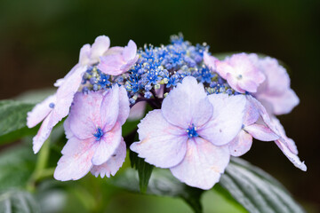 藤森神社 紫陽花祭