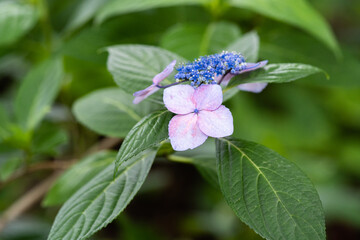藤森神社 紫陽花祭