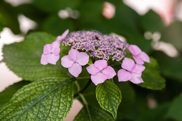 藤森神社 紫陽花祭