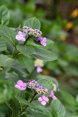 藤森神社 紫陽花祭