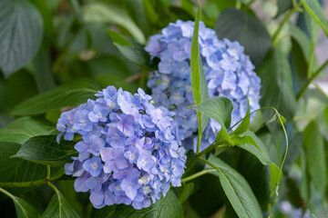藤森神社 紫陽花祭