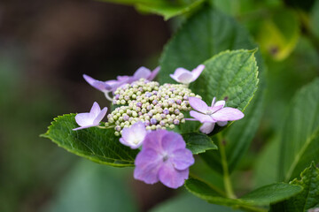 藤森神社 紫陽花祭