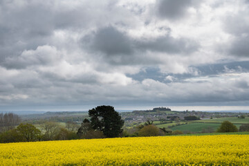 Beautiful moody agricultural canola rapeseed field in English countryside landscape on Spring morning