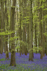 Lovely soft Spring light in bluebell woodland with vibrant colors and dense beech trees landscape