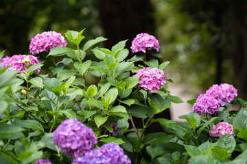 藤森神社 紫陽花祭