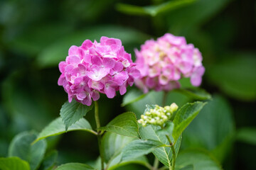 藤森神社 紫陽花祭