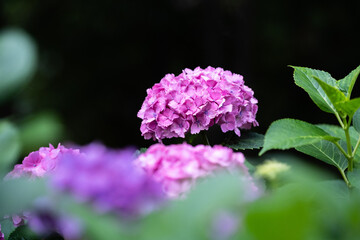 藤森神社 紫陽花祭