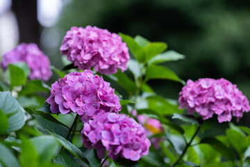 藤森神社 紫陽花祭