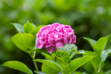 藤森神社 紫陽花祭
