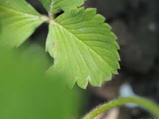 close up of green leaf