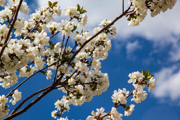 Apple branches with white flowers on the background of a blue sky with clouds.