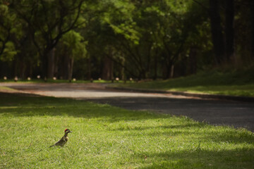 On the side of the road a bird looking in profile on a sunny day with green grass and trees in the background