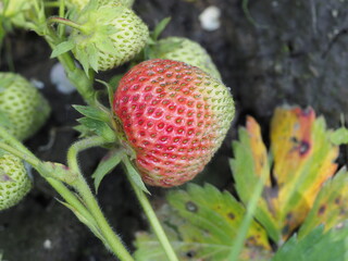 strawberry in the garden