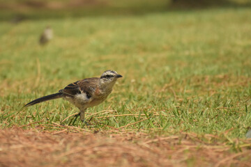 Bird walking in the forest with vibrant green grass on a sunny day