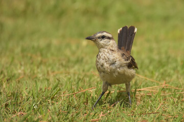 Cool bird looking to the side with a vibrant green hue grass in the background on a sunny day