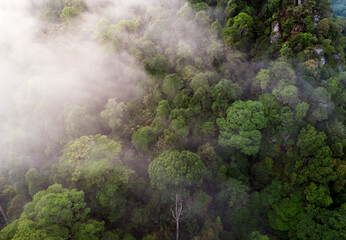 Morning fog in dense tropical rainforest, Kuala Lumpur, Malaysia