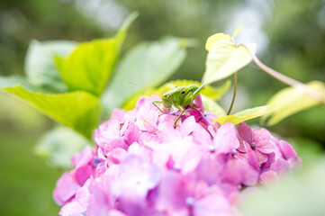 紫陽花の花の上でくつろぐバッタの姿