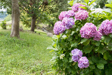 Obraz premium 遊歩道脇に咲く紫陽花の花
