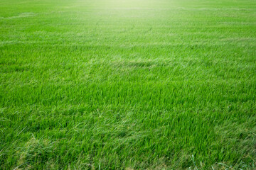 Fototapeta na wymiar fresh green paddy rice background