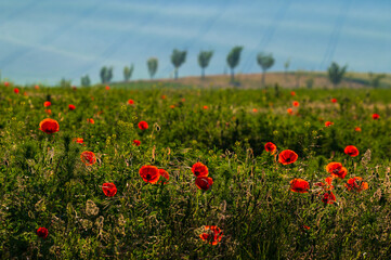 Morava, South Morava, Slovacko, fields, vinyeard