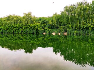 the trees and the lake, a view of Hancheng lake,XIAN