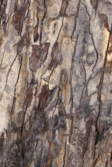 A Textured pattern of a Tree bark of an aged tree in the forests of Karnataka, in India.