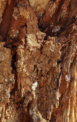 A Close up view of a diseased tree which has been completely destroyed by the fungi and bacterium in the forest of Karnataka, India is an environmental issue to be addressed.