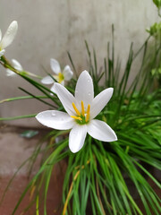white rain Lily flower