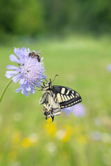 Swallowtail butterfly (Papilio machaon) and a bee on a scabious blossom.