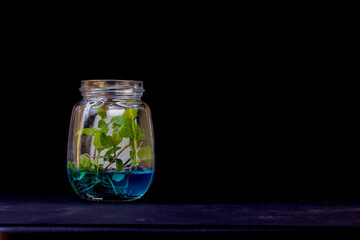 An Isolated Close up view of a Plant tissue culture activity, the procedure to grow the seedlings under observed environment to cultivate crops without any diseases in Ayurveda Medicine.