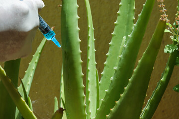 Aloe Vera plant in garden, a procedure where a plant is being injected with resistance activators...